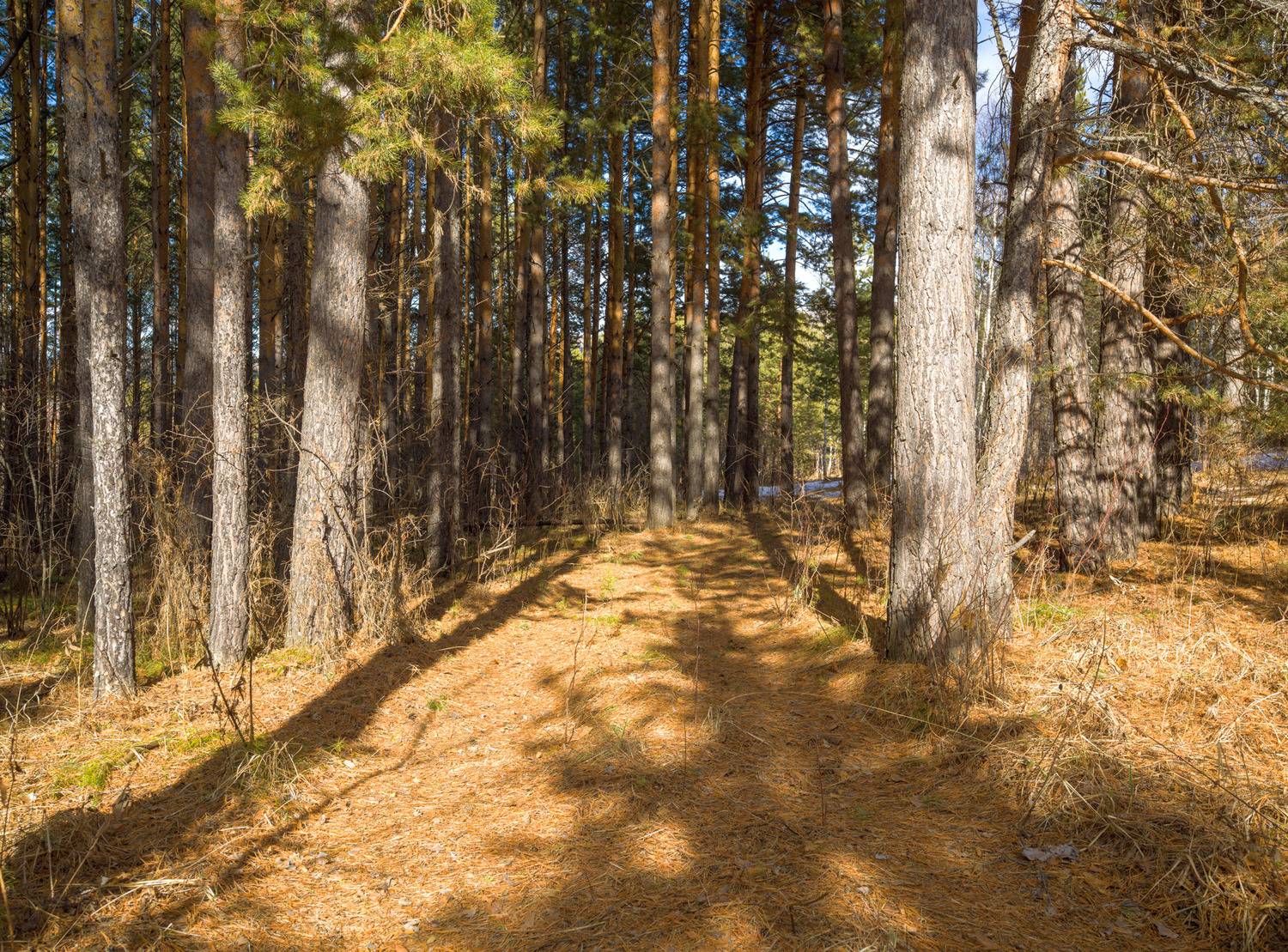 , Шустиков Дмитрий