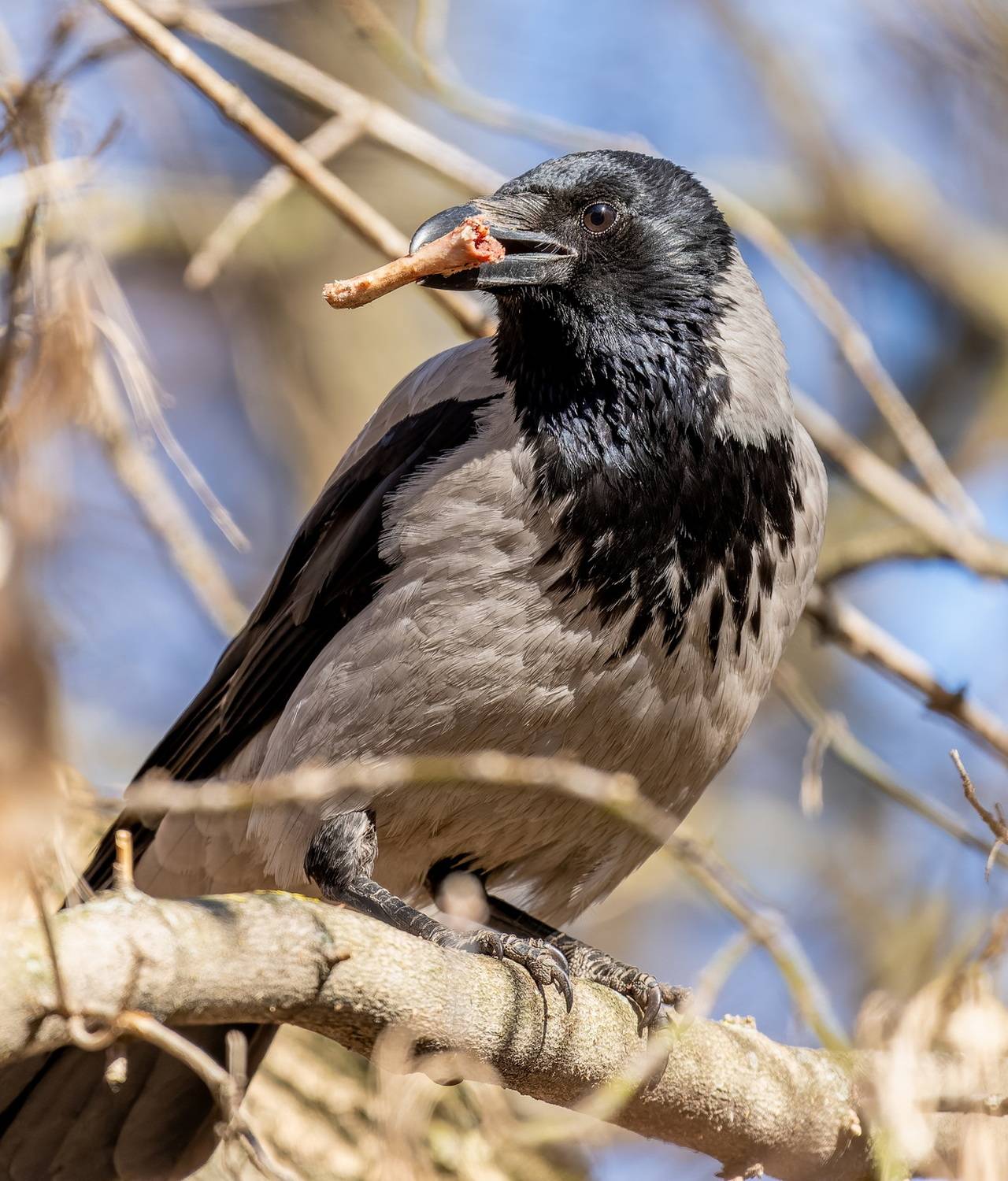 , Дэм Константин