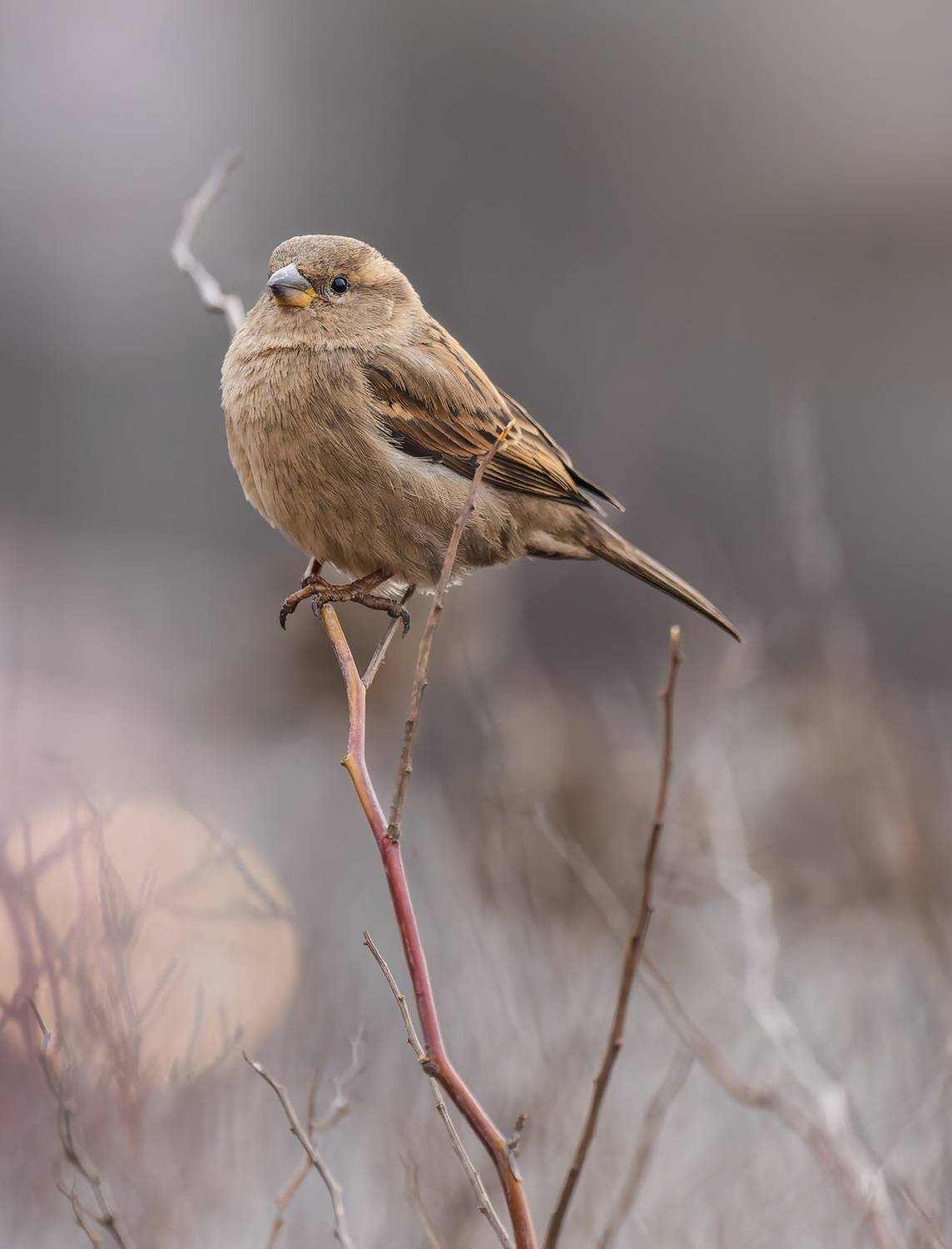 , Дэм Константин