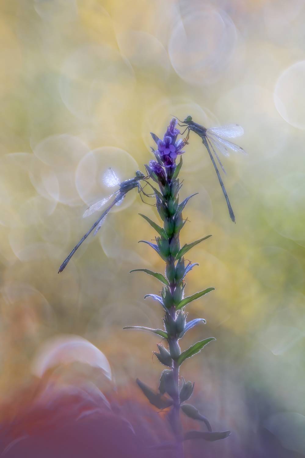 , Кузнецов Дмитрий