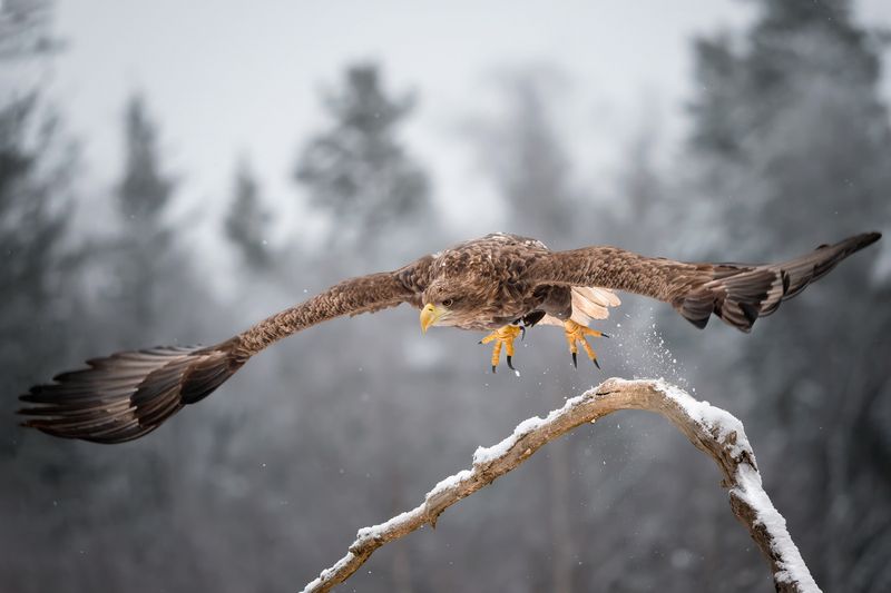АН-124 Руслан фото превью