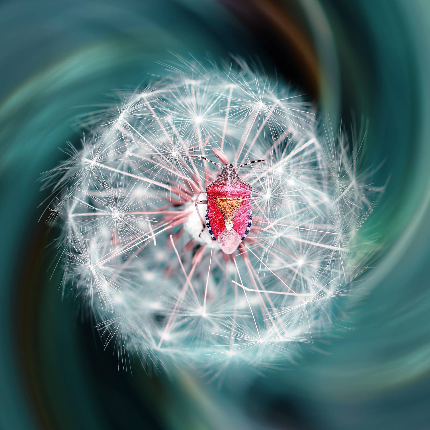 creative, креатив, манипуляция, поворот, цветок, жук, цифровое, искусство, manipulation, digital, art, flower, bug, turn, Дмитрий Салтыков