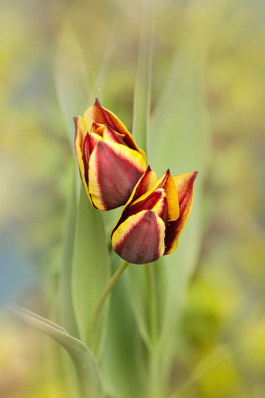 close-up, color, colors, concept, conceptual, digital, digital art, editing, flower, flowers, macro, nature, tulip, tulips, photography, portrait, Gavota Tulips Portrait фото превью
