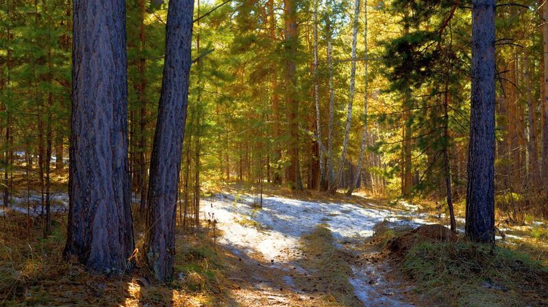 Весенний лес фото превью