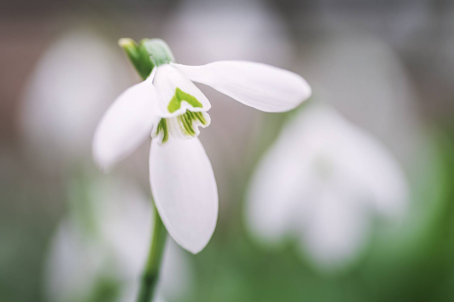 подснежник, крым, Андреева Светлана