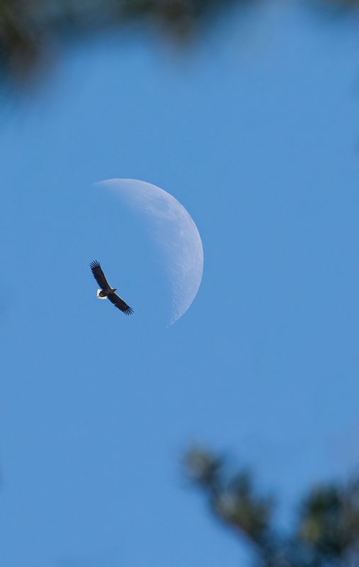 Белохвостый орлан в луне фото превью