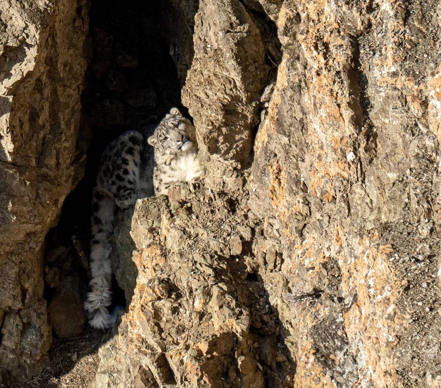 , Владимир Цветов