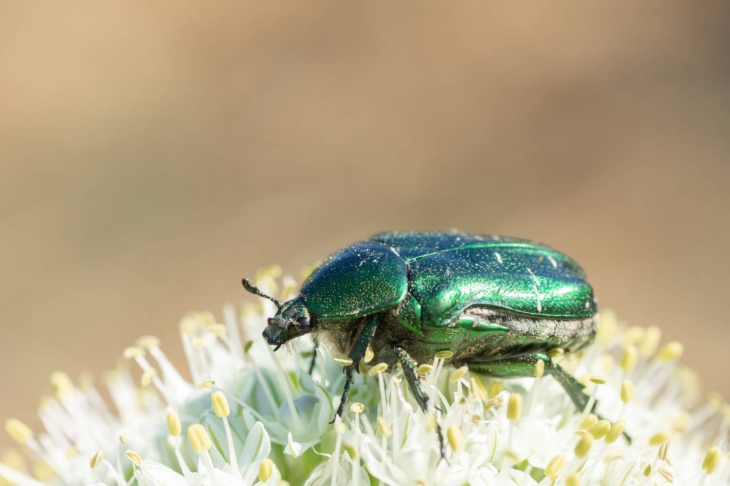 , Корнеев Алексей