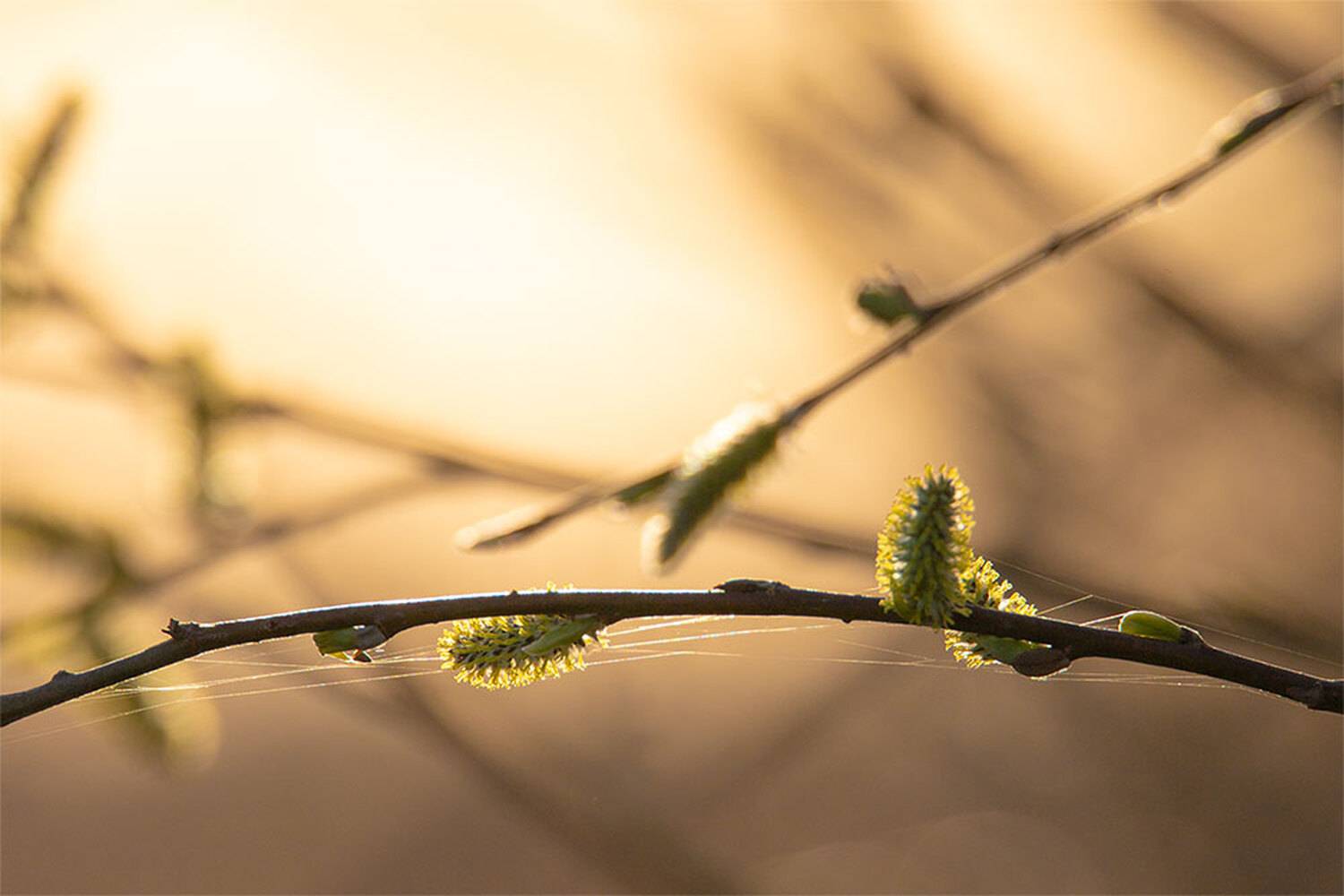 , Чудинин Дмитрий