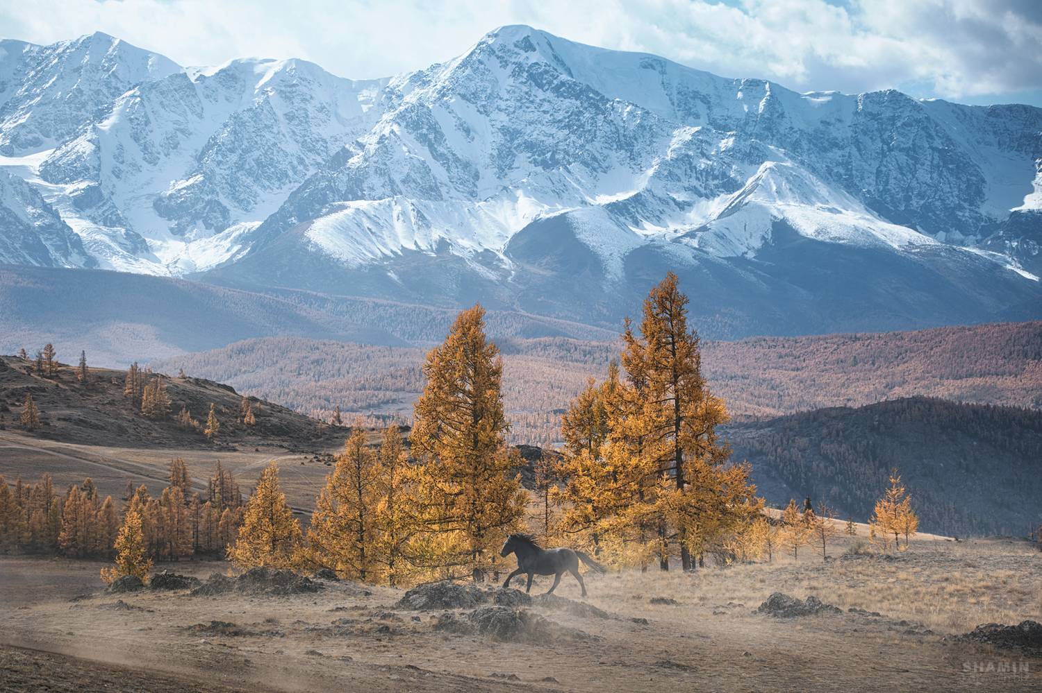 , Константин Шамин