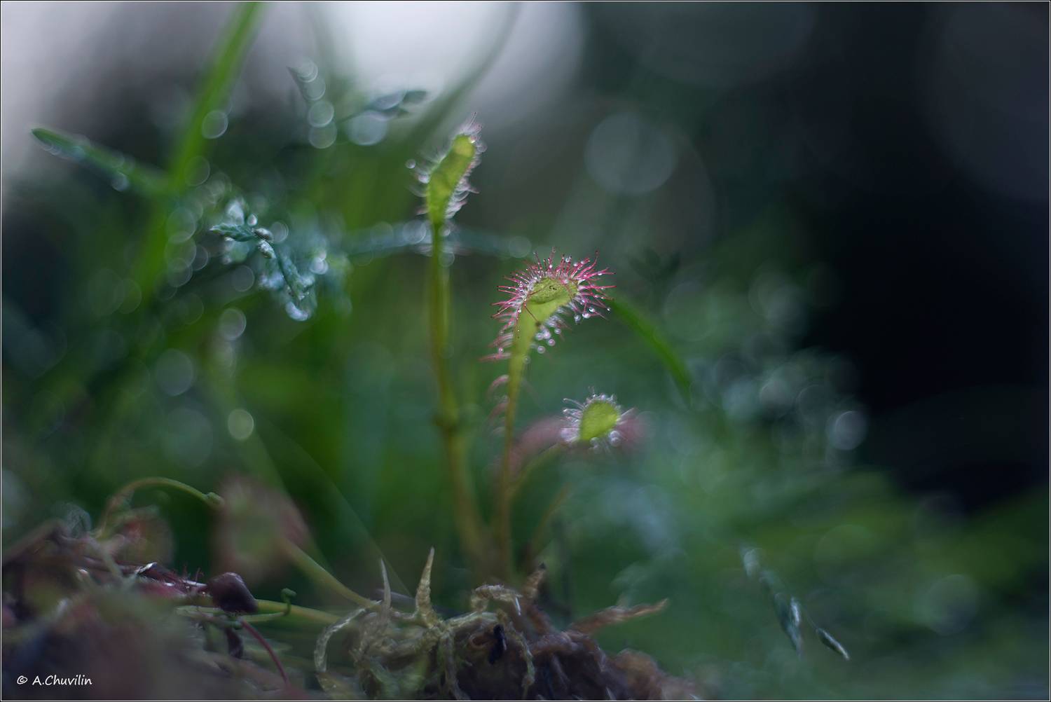 растениа,росянка,болото, Александр Чувилин