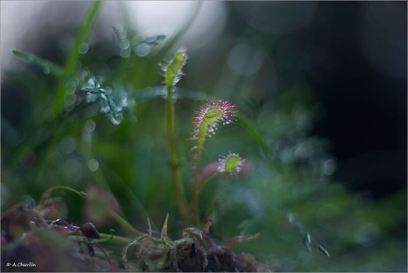 растениа,росянка,болото Росянка фото превью