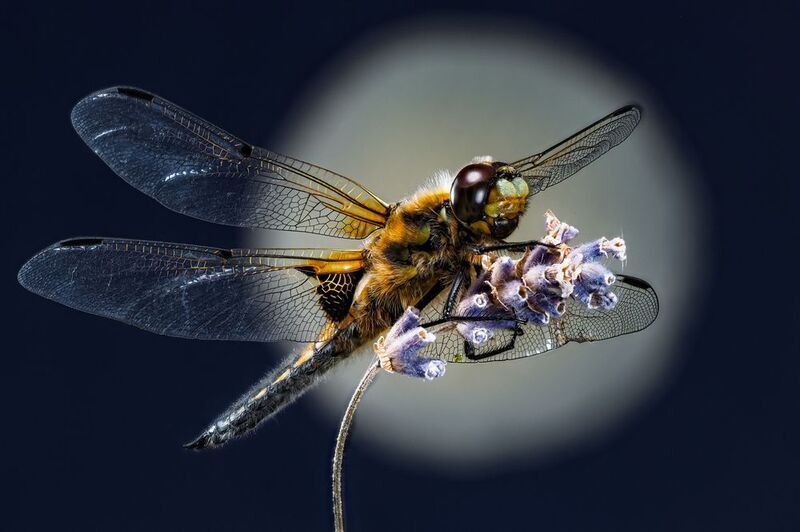 Ночные истории. фото превью