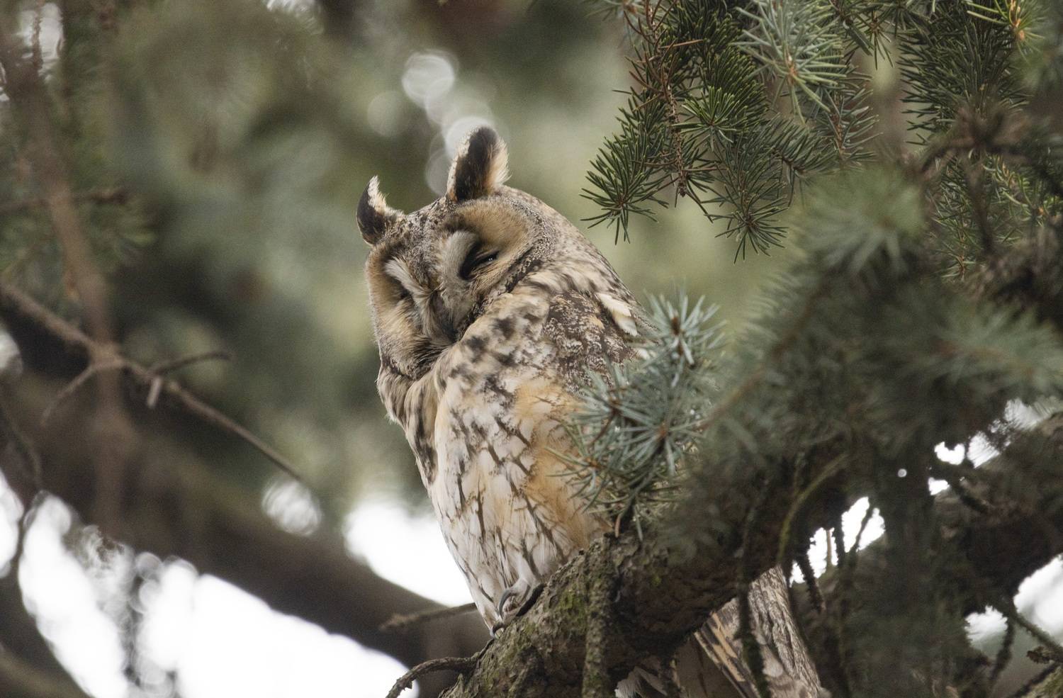 , Ольга Левакова