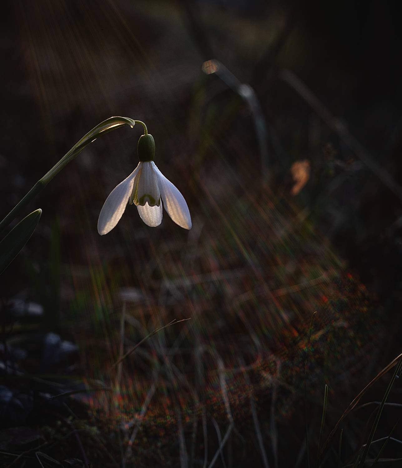 закат, Александра