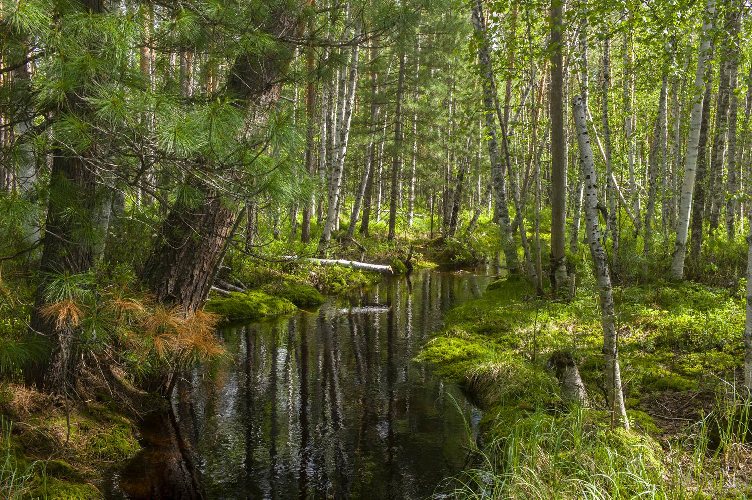 , Михаил Дронов