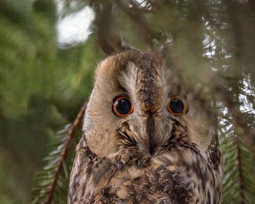 Ушастое чудо (2 ФОТО)