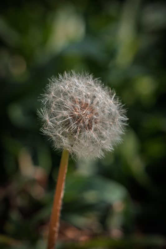 Заигрывание с макро фото превью