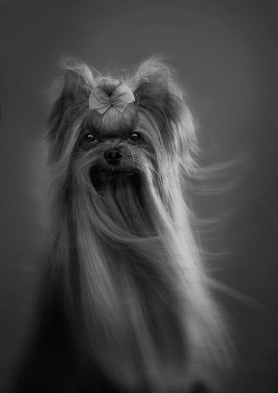 photography,dogs,pets,outdoor,yorkshire,black,background,motion,portrait,puppy,canine,canon,natural,light,monochrome,city, sun фото превью