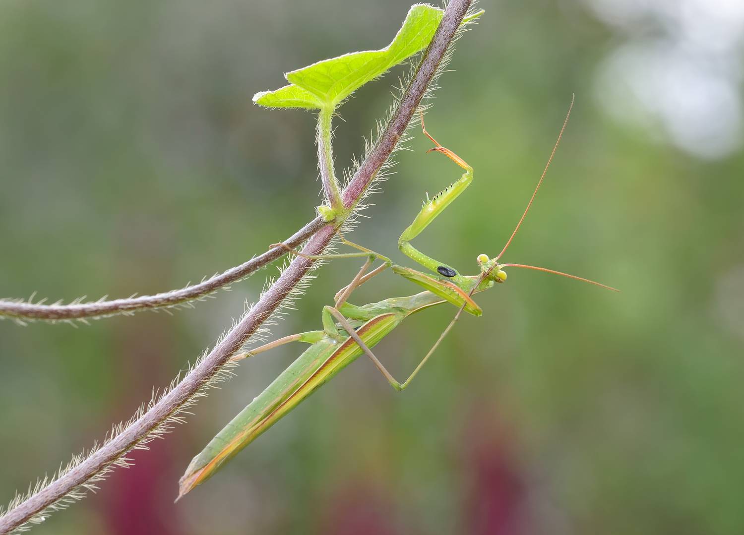 богомол обыкновенный, mantis religiosa, богомолы настоящие, mantidae, Павел Черенков
