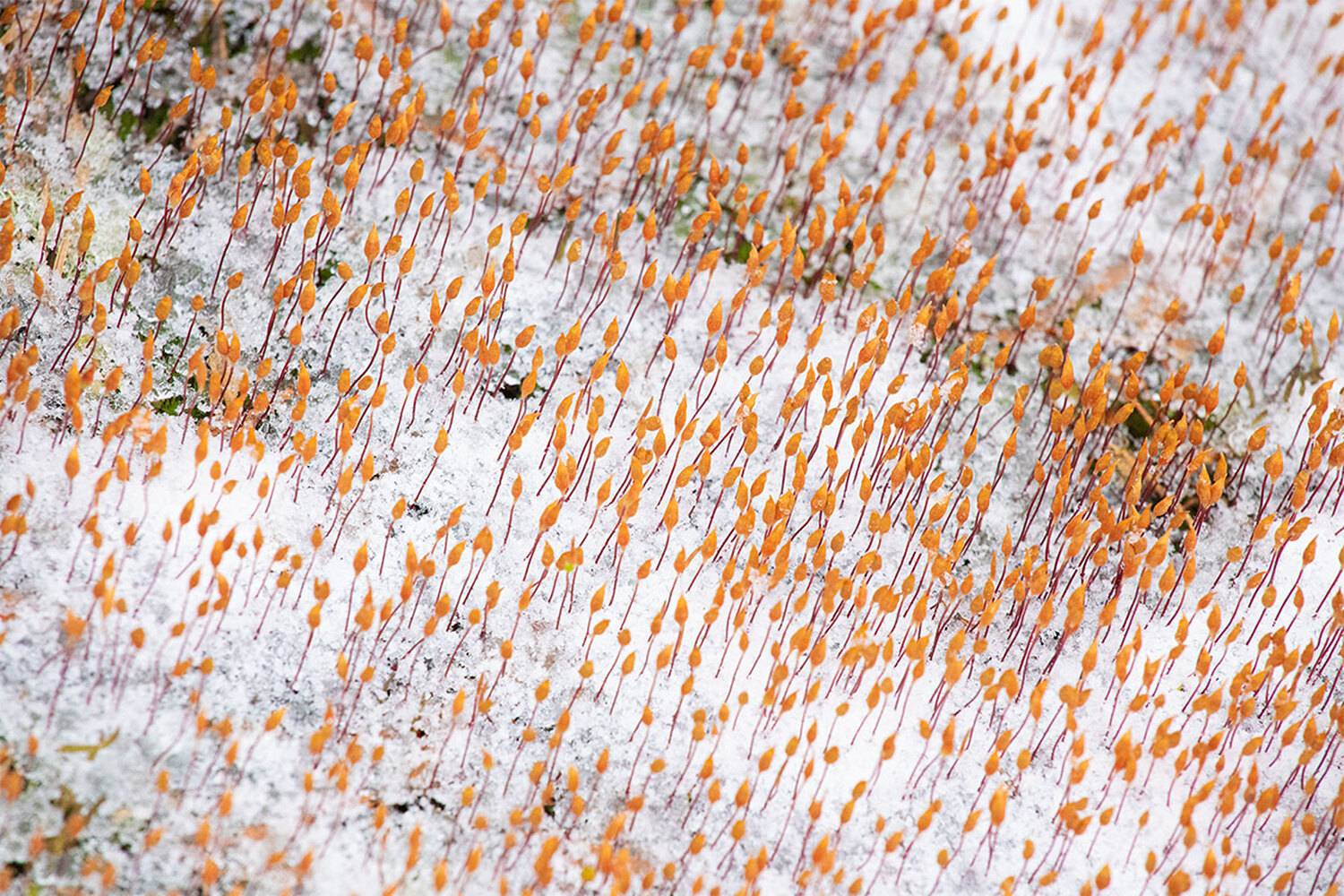 , Чудинин Дмитрий