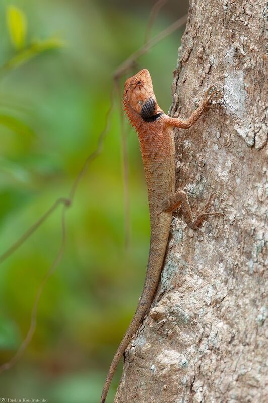 Калот-кровосос Калот-кровосос фото превью