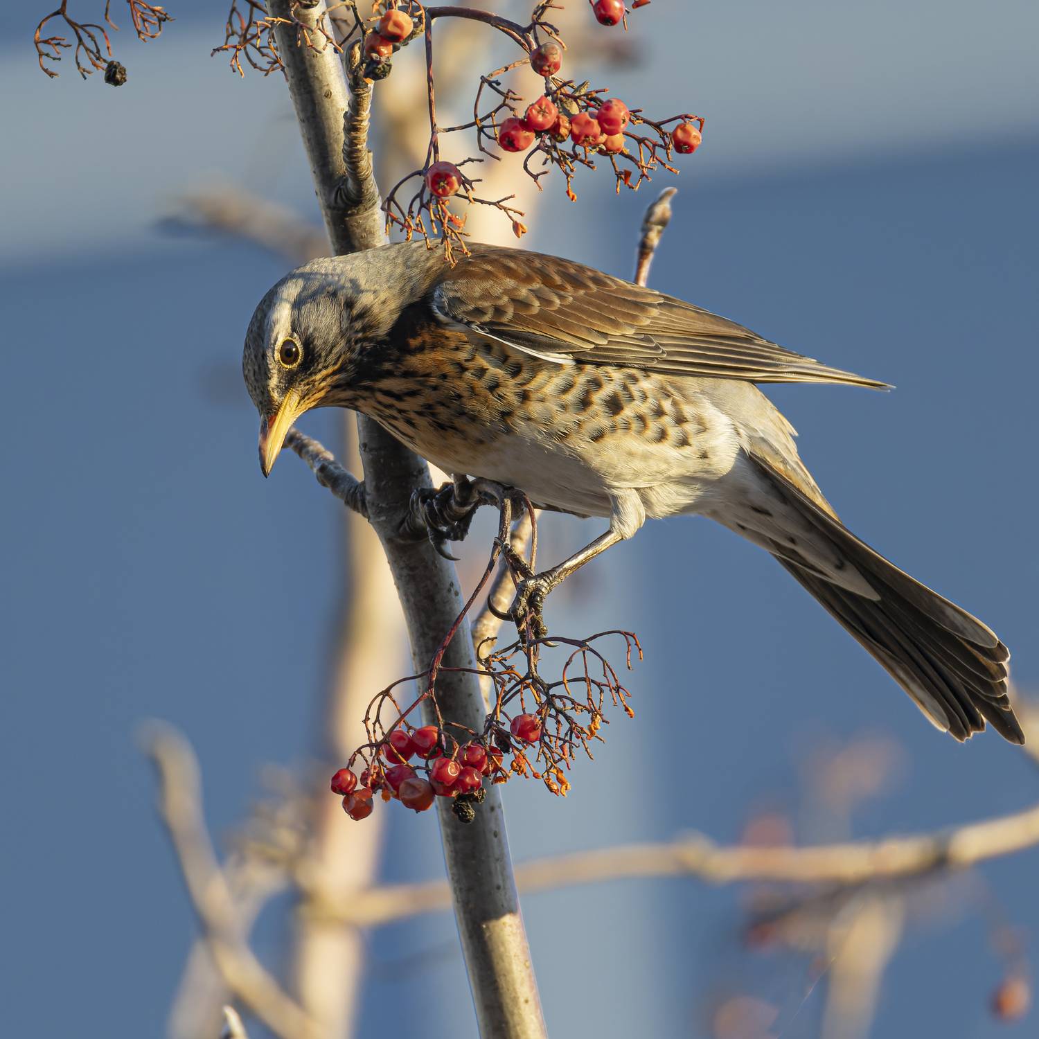 Рябинник, Руслан Pl
