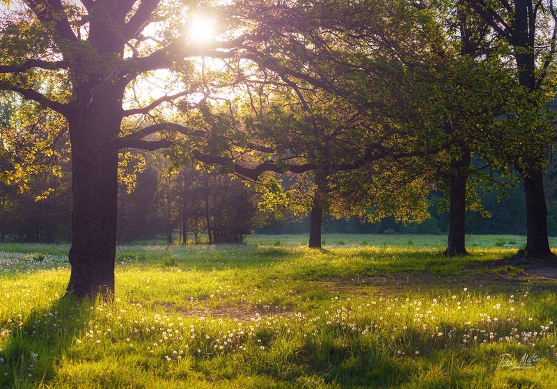Весенняя дубрава фото превью