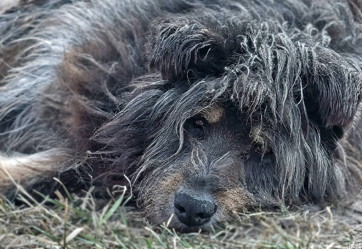 , Орлов Олег