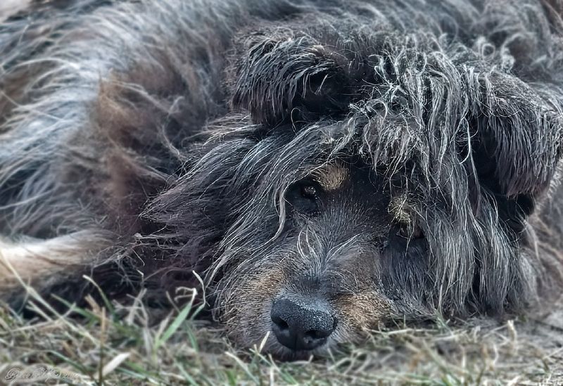 *** фото превью