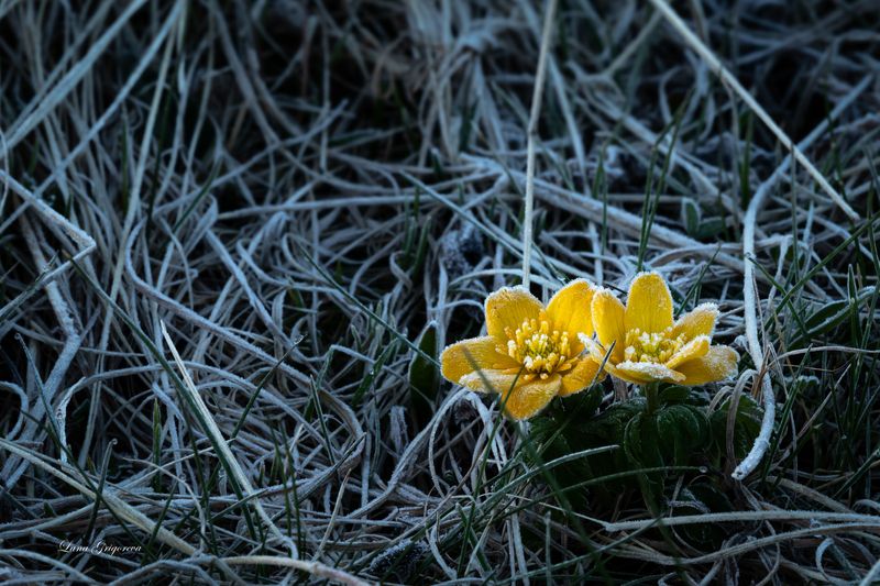 Холодное дыхание фото превью