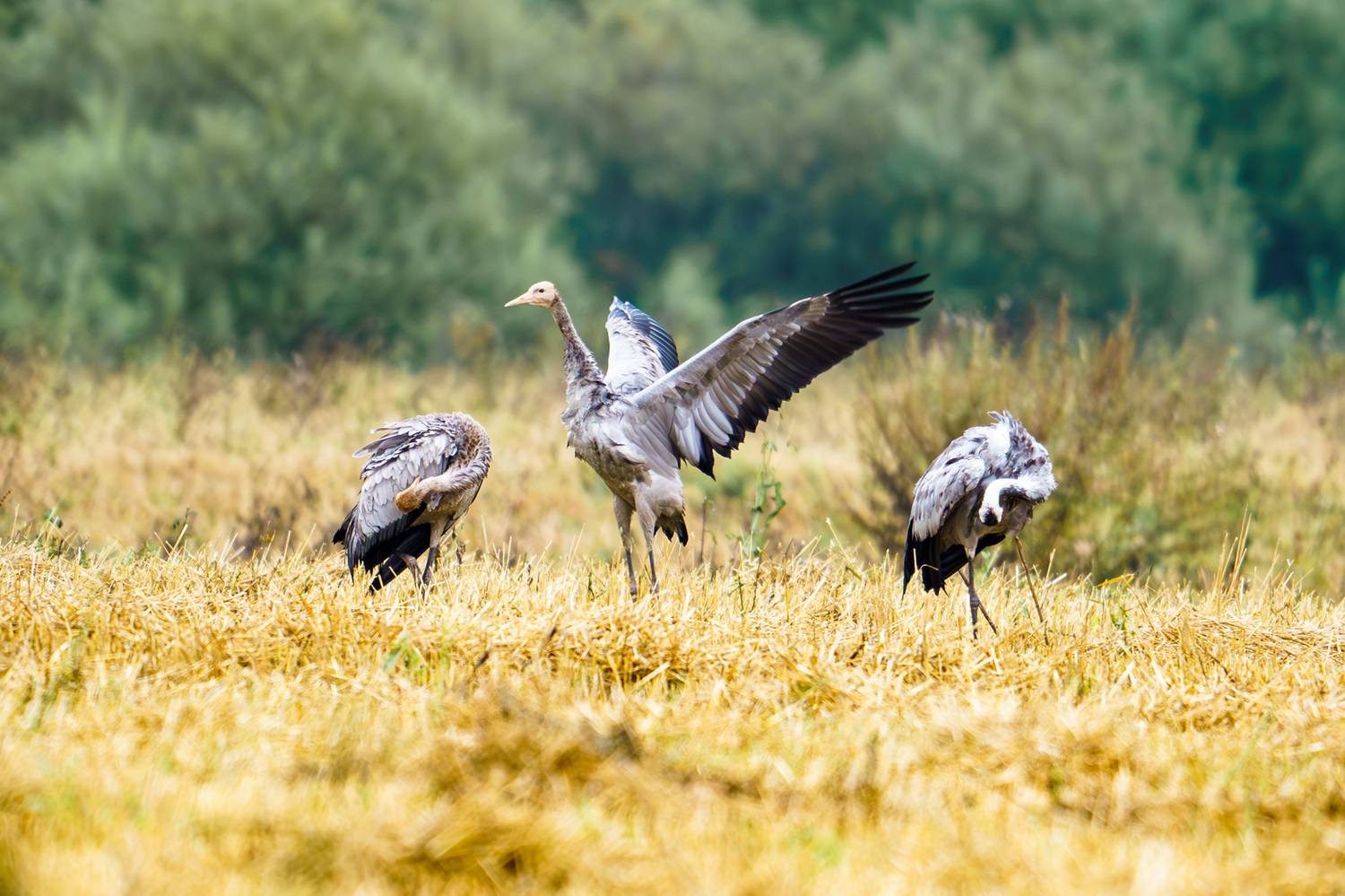журавли, Велин Александр