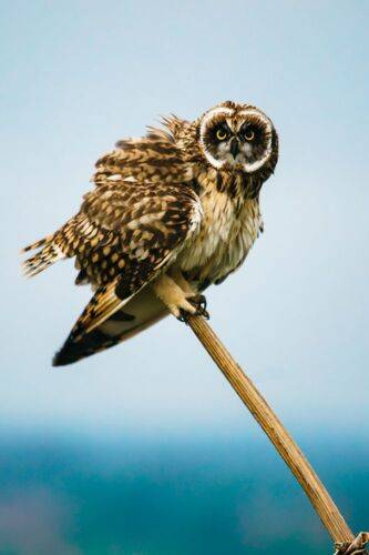 Сова на палочке