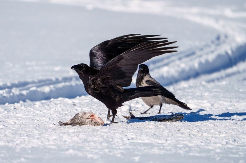 ворон Победитель фото превью