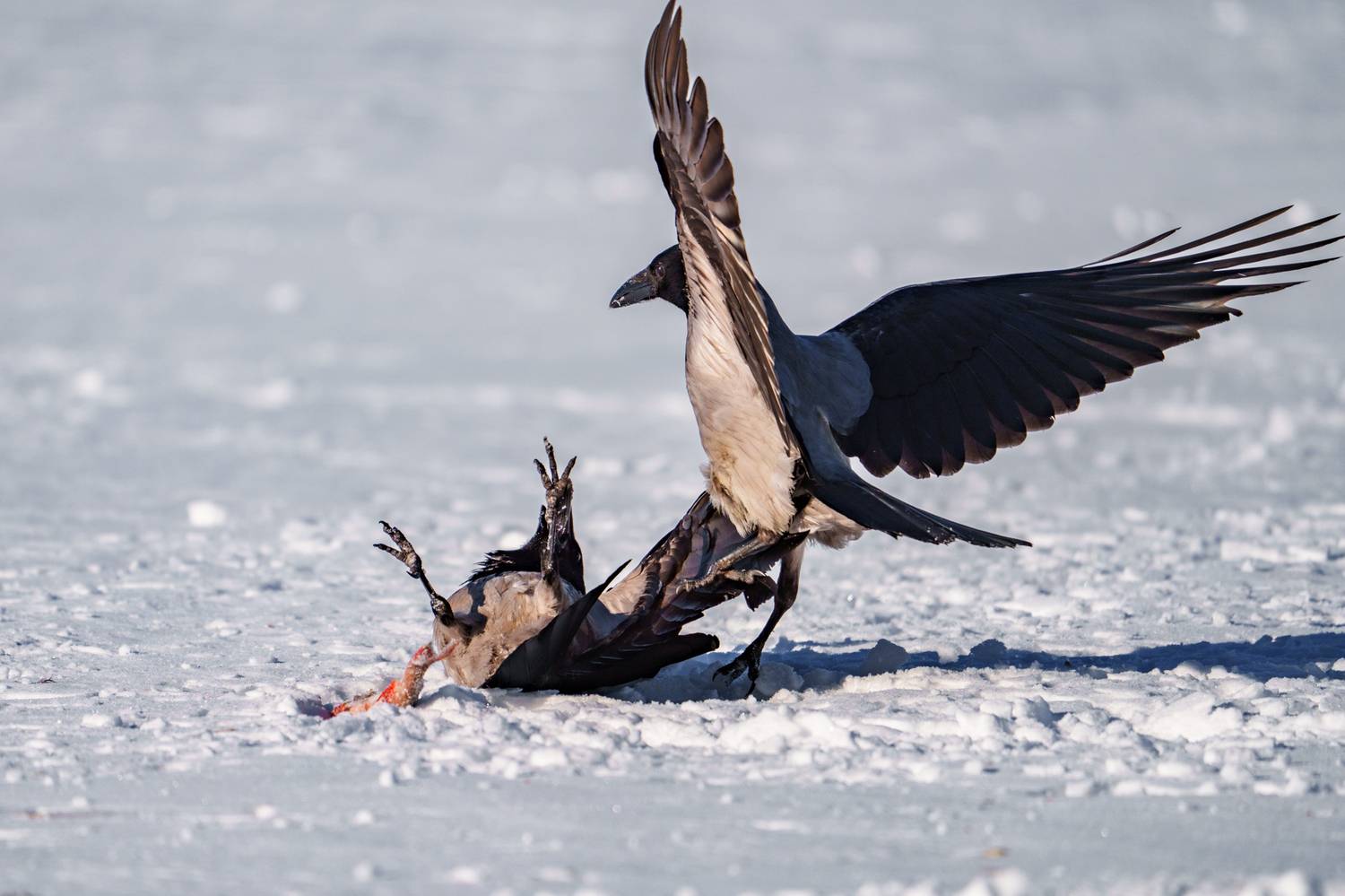 ворона, Велин Александр