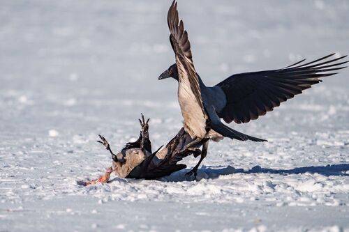 Битва за окуня