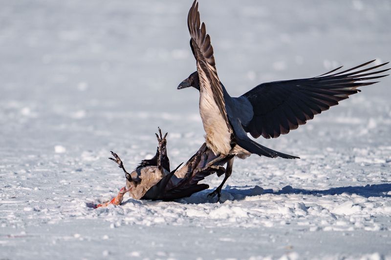 ворона Битва за окуня фото превью