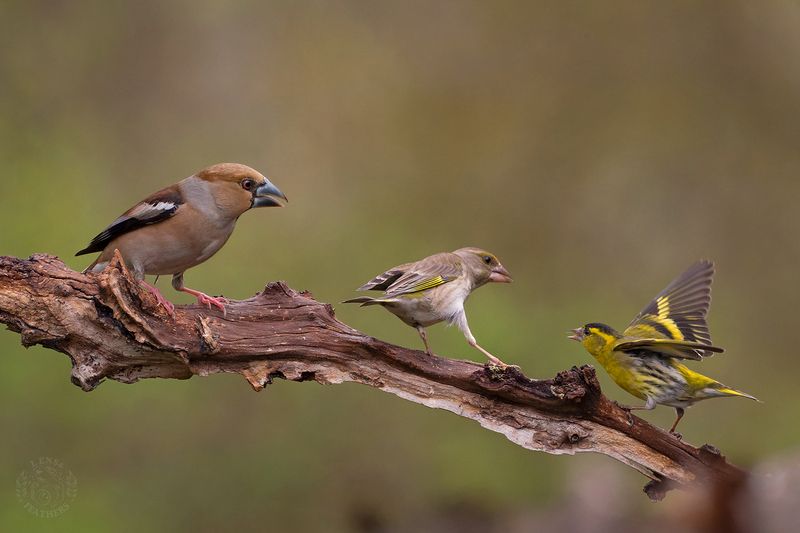 Дубонос, Зеленушка, Чиж - Lens and Feathers фото превью