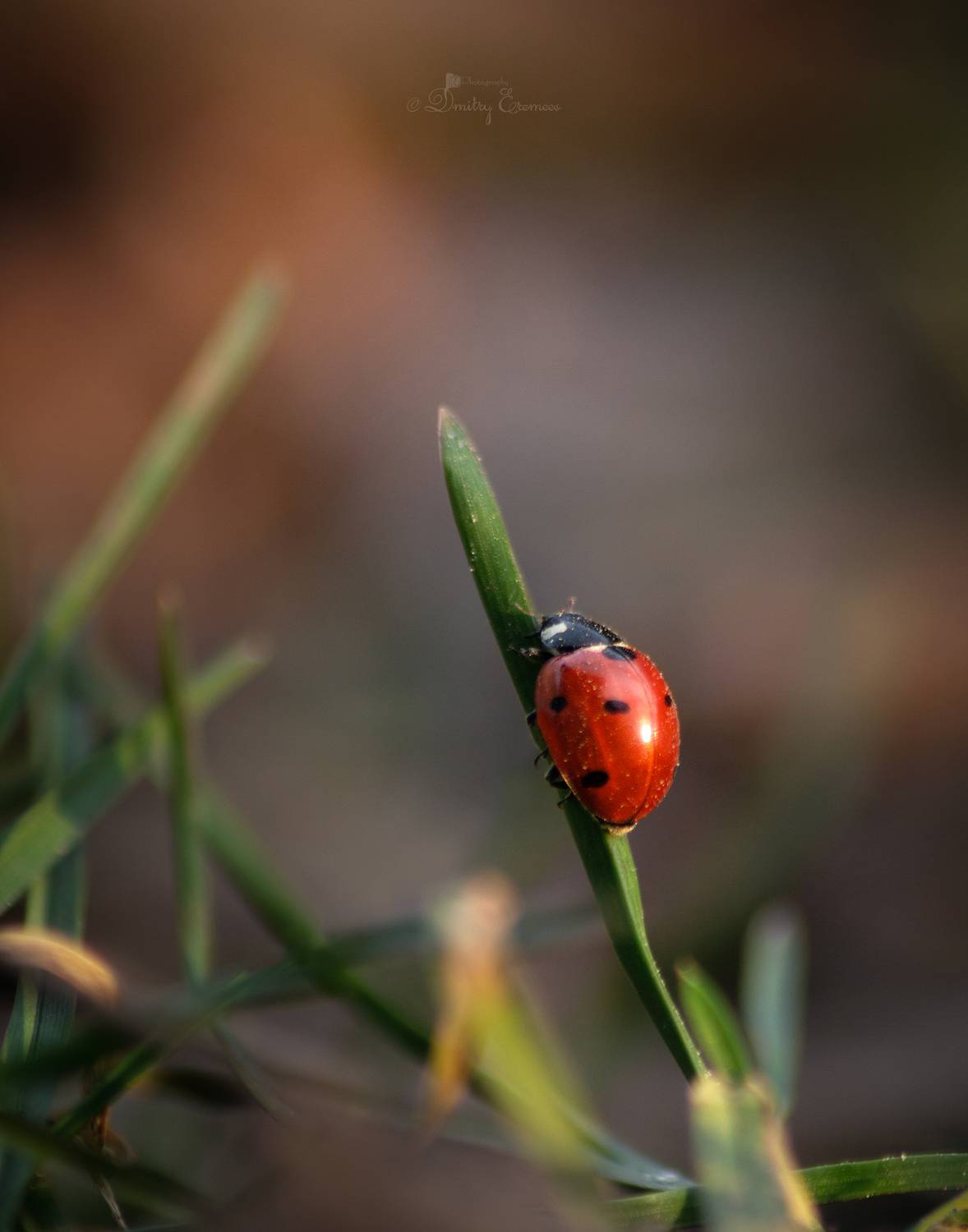 божьякоровка насекомые макро природа, Еремеев Дмитрий