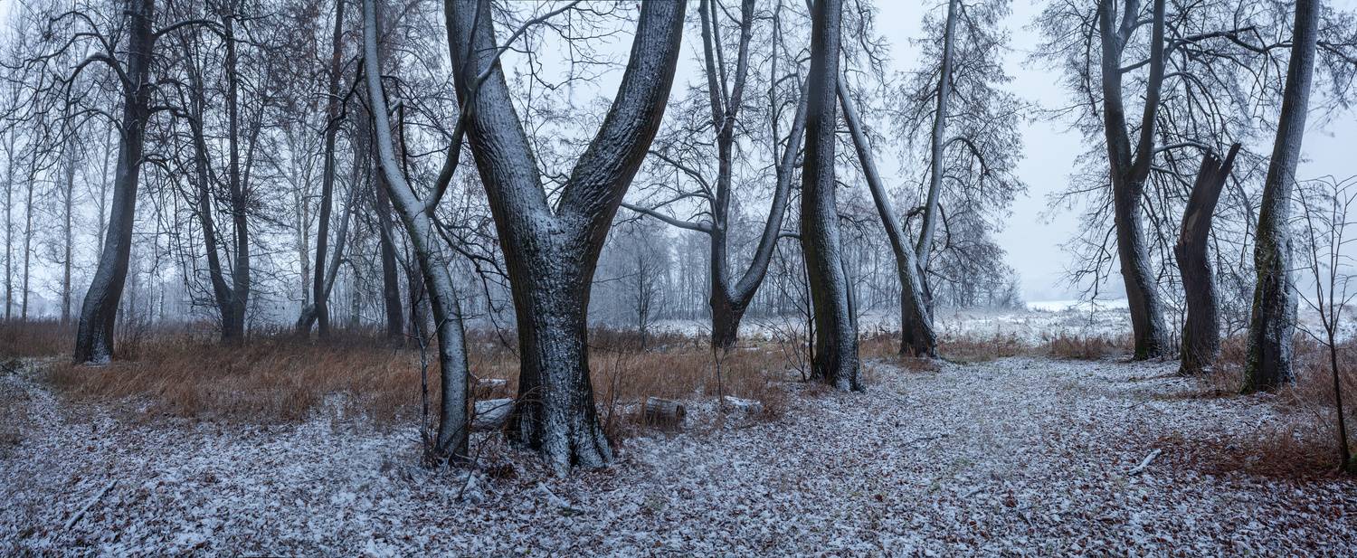 снег, старый парк, Олег Зверев
