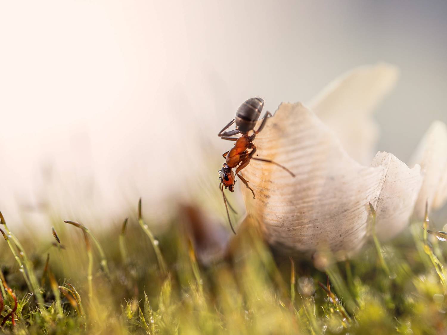 , Лапшина Владлена