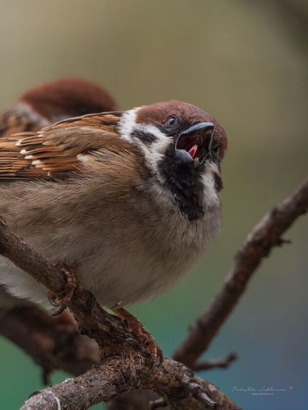 Истерика фото превью