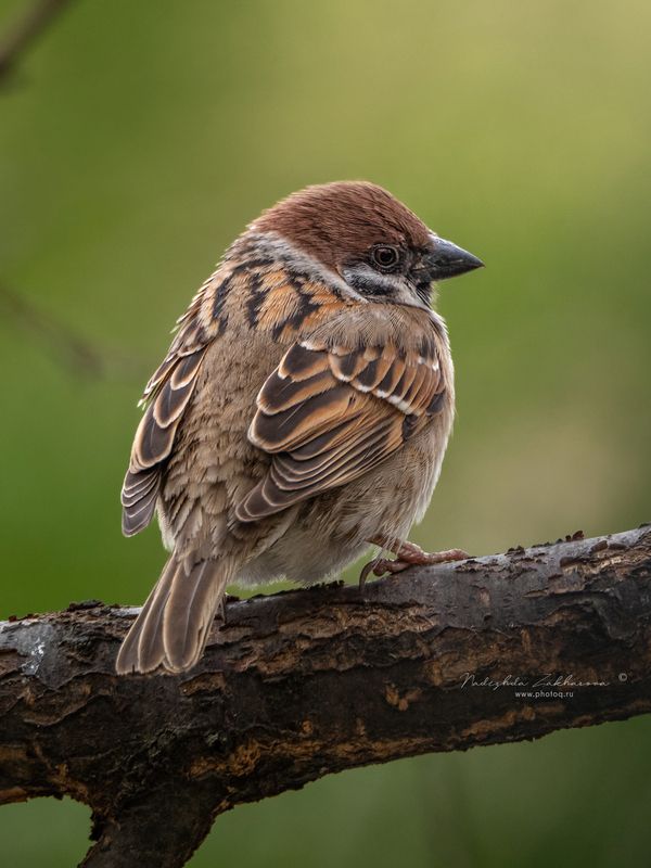 Полевой воробей фото превью