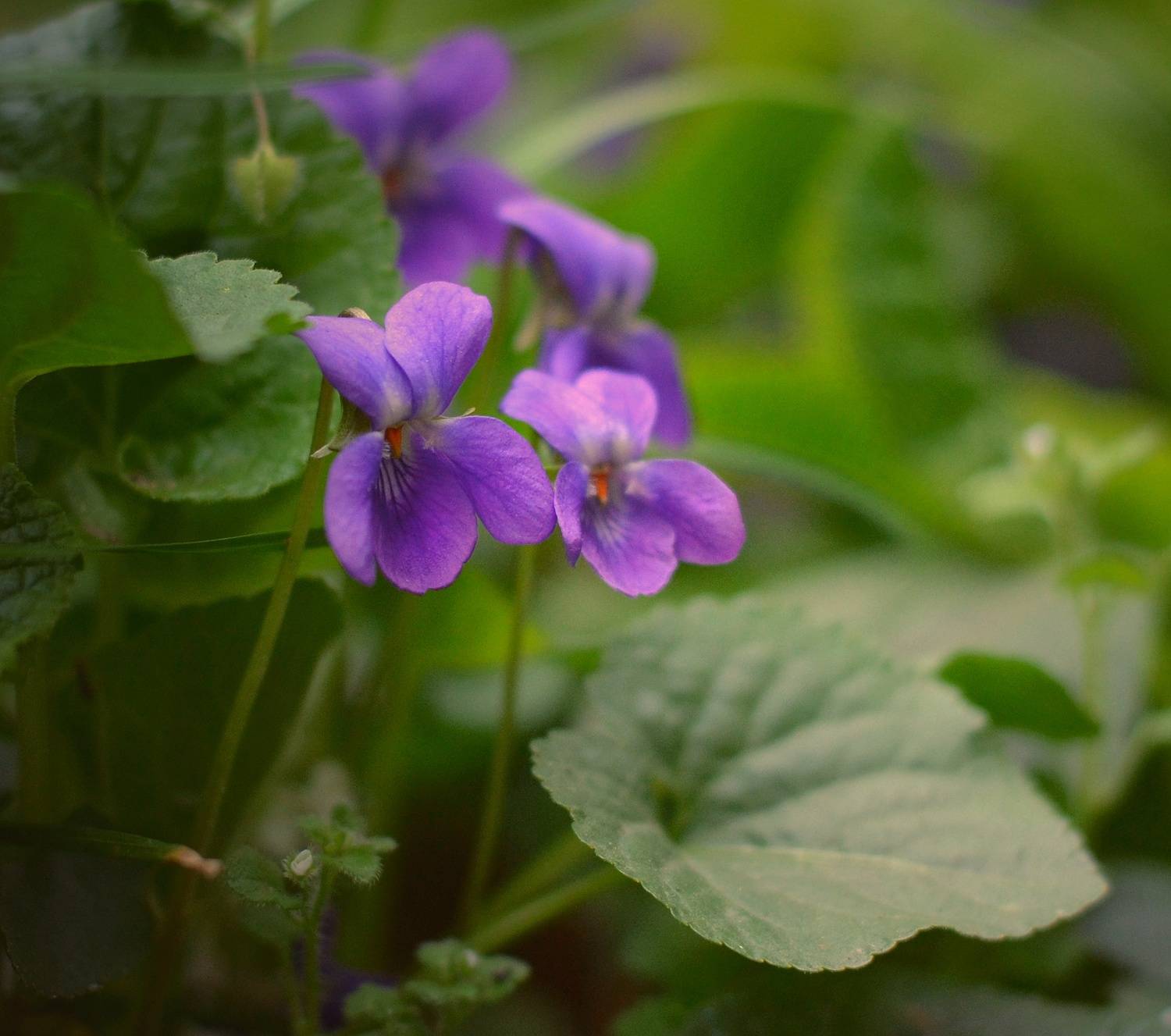 , Юлияна Стоянова