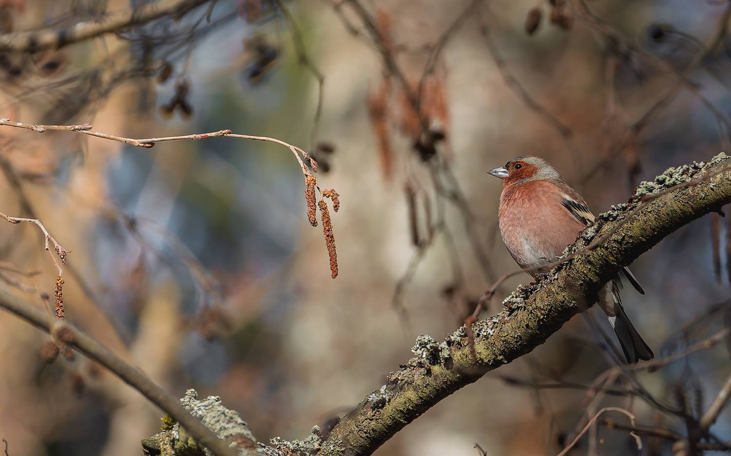 , Загруев Михаил