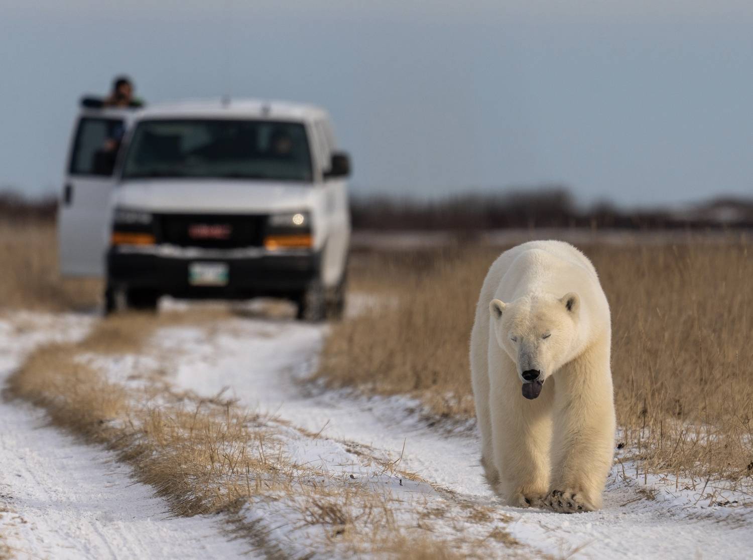 , Владимир Цветов