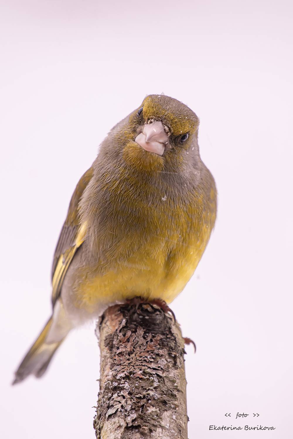 , Бурикова Екатерина