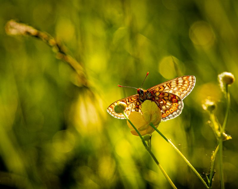 * фото превью