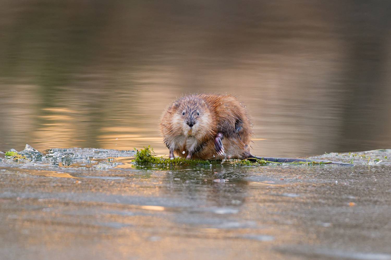 ондатра, Андреева Светлана