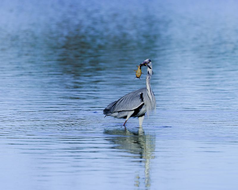 серая цапля, охота, добывание пищи, птицы, животные, grey heron, birds, hunting, animals, graureiher, voegel, tiere Тот самый момент, когда удача на твоей стороне фото превью